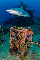 RF - Female Caribbean reef shark (Carcharhinus perezi) cruises over Ray Of Hope wreck. Nassau, New Providence, Bahamas. Bahamas Sea, West Atlantic Ocean. Bahamas National Shark Sanctuary. (This image...