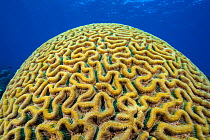 RF - Boulder brain coral (Colpophyllia natans) growing on  coral reef. East End, Grand Cayman, Cayman Islands, British West Indies. Caribbean Sea. (This image may be licensed either as rights managed...