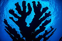 RF - Silhouette of Elkhorn coral (Acropora palmata) growing on a coral reef. East End, Grand Cayman, Cayman Islands. British West Indies. Caribbean Sea. Critically Endangered. (This image may be licen...