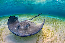 RF - Large female stingray (Hypanus americanus) forages over seagrass in shallow water. The Sandbar, Grand Cayman, Cayman Islands. British West Indies. Caribbean Sea. (This image may be licensed eithe...