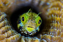 RF - High magnification photo of Secretary blenny (Acanthemblemaria maria) in boulder brain coral (Colpophyllia natans). East End, Grand Cayman, Cayman Islands, British West Indies. Caribbean Sea. (Th...