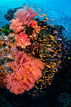 RF - A colourful reef scene with seafans (Melithaea sp.) soft corals (Dendronephthya sp) and mainly female scalefin anthias (Pseudanthias squamipinnis). Ra Province, Viti Levu, Fiji, Polynesia. Bligh...
