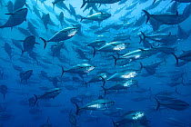RF - School of large Atlantic bluefin tuna (Thunnus thynnus) captive in a growing pen. Depsite looking much smaller in the photo, these fish were 1.5m (5ft) long. Malta. Mediterranean Sea. (This image...
