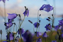 Meadow with Bluebells (Campanula rotundifolia) Quassiarsuk / Brattahlid, southern Greenland. July. Small repro only.