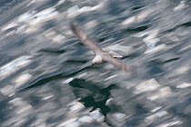 Fulmar (Fulmarus glacialis) in flight, Iceland, July