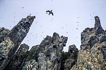 Brunnich's guillemot (Uria lomvia) in flight, seen from below at  Alkefjellet Bird Cliff, Svalbard, Norway, July.