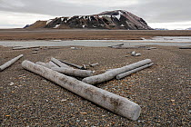Driftwood on beach, Liefdefjord, Svalbard, Norway, July 2016.