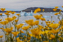 Meadow buttercup (Ranunculus acris) and icebergs, Narsaq, Greenland, July.