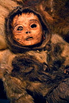 Mummified child, buried around 1475 in NW Greenland, near Ummanaq, discovered in 1972, now in Greenland Natural History Museum, Nuuk, Greenland. July. 2016.