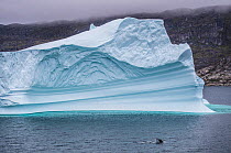Northern minke whale (Balaenoptera acutorostrata) and iceberg. Near Narsaq, southern Greenland, July.