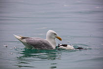 Glaucous gull (Larus hyperboreus) eating on Brunnich's guillemot (Uria lomvia) chick, Alkrefjellet bird cliff Hinlopen, Svalbard, Norway, July.