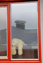 Polar bear teddy bear in window, Longyearbyen, Svalbard, Norway, July.