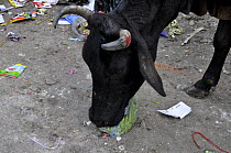 Cow trying to eat peas from polythene bag in street. Delhi, India. January 2016.