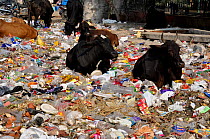 Cows feeding on rubbish in street. Delhi, India. January 2016.