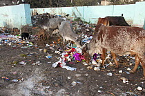 Cow feeding on rubbish in street. Delhi, India. January 2016.
