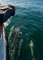 Common dolphins (Delphinus delphis) bow-riding, watched by tourist, Hebrides, UK, August
