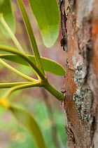 Mistletoe (Viscum alba) stem growing from Apple tree bark (Malus sp) Herefordshire, UK, May