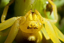 Crab spider (Misumena vatia) close up head of yellow female whilst in hunting pose, Bristol, UK, May