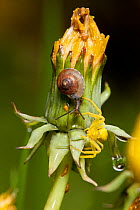 Crab spider (Misumena vatia) yellow female, plus snail, on dandelion flower after rain, Bristol, UK, May
