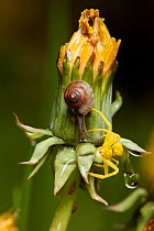 Crab spider (Misumena vatia) yellow female, plus snail, on dandelion flower after rain, Bristol, UK, May