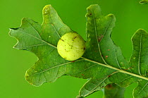 Cherry gall of the Gall wasp (Cynips quercusfolii) on the underside of Pedunculate oak leaf (Quercus robur). Dorset, UK, September.