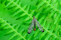 Male Scorpion fly (Panorpa germanica) at rest on fern, Dorset, UK June.
