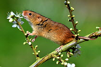 Harvest mouse (Micromys minutus) sniffing a blossom, Dorset, UK. Captive.