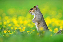 Grey squirrel (Sciurus carolinensis) standing  alert  amongst buttercups. Dorset, UK.