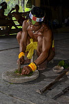 Mentawai man preparing poison for arrows, Siberut Island, Sumatra. July 2016.