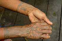 Ritual tattoos of the hands of a Mentwai woman, Siberut Island, Sumatra, July 2016.