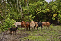 Zebu cattle, owned by Mentawai people,  Siberut Island, Sumatra.