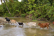 Zebu cattle, owned by Mentawai people, crossing river,  Siberut Island, Sumatra.
