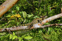 Giant forest dragon (Gonocephalus grandis) Siberut, Sumatra.