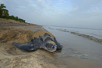Leatherback sea turtle (Dermochelys coriacea), on beach, French Guiana