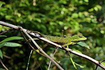 Green crested lizard (Bronchocela cristatella) Gunung Leuser, Sumatra.