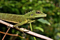 Green crested lizard (Bronchocela cristatella) Gunung Leuser, Sumatra.