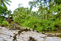 Giant Forest Dragon (Gonocephalus grandis) Siberut, Sumatra.
