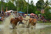 People watching Zebu cattle race  as they  gallop through mud during celebrations after rice harvest, Sumatra.