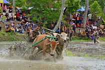 People watching Zebu cattle race as they  gallop through mud during celebrations after rice harvest, Sumatra.