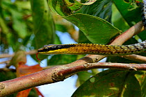 Painted bronzeback snake (Dendrelaphis pictus) Sumatra