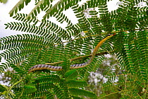Painted bronzeback snake (Dendrelaphis pictus) in tree, Sumatra.