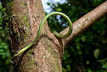 Painted bronzeback snake (Dendrelaphis pictus) in tree, Sumatra.
