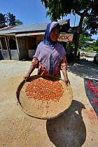 Sumatran woman with tray of peanuts drying,  Sumatra July 2016.
