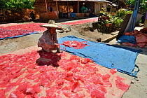 Chips of Manioc (Manihot esculenta) drying, Sumatra. July 2016.