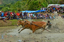 Zebu cattle race through mud during celebrations after rice harvest, Sumatra. July 2016.