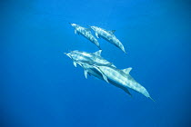 Spinner dolphins (Stenella longirostris) Kona coast, Hawaii, USA, August