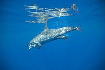 Spinner dolphins (Stenella longirostris) Kona coast, Hawaii, USA, August