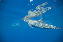 Spinner dolphin (Stenella longirostris) coming to surface to breathe, Kona coast, Hawaii, USA, August