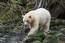 Spirit / Kermode bear (Ursus americanus kermodei) just finishing eating fish, most likely salmon, the Great Bear Rainforest, British Columbia, Canada, October