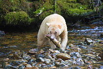 Spirit / Kermode bear (Ursus americanus kermodei) with caught fish, most likely salmon, Great Bear Rainforest, British Columbia, Canada, October